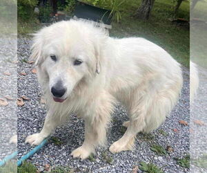Collie-Great Pyrenees Mix Dogs for adoption in Bristol, CT, USA