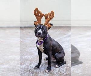 Mutt Dogs for adoption in Brewster, MA, USA