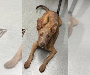 Mutt Dogs for adoption in Baytown, TX, USA