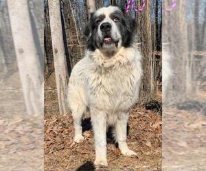 Great Pyrenees Dogs for adoption in Clarkesville, GA, USA