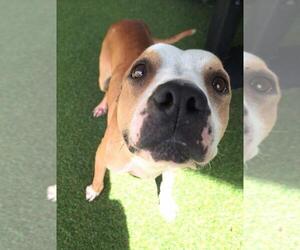 American Pit Bull Terrier-Unknown Mix Dogs for adoption in Woodland, CA, USA