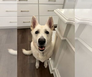 German Shepherd Dog Dogs for adoption in La Grange , NC, USA