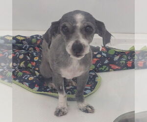 Malchi Dogs for adoption in Chico, CA, USA