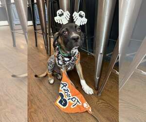 Mutt Dogs for adoption in Uwchlan, PA, USA