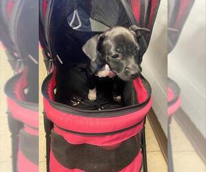 Labrador Retriever Dogs for adoption in Stockton, CA, USA