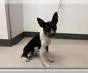 Mutt Dogs for adoption in Corona, CA, USA