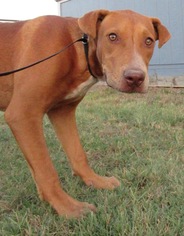 Small Chinese Shar-Pei Mix