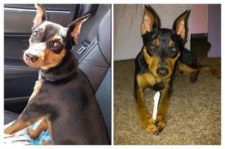 Miniature Pinscher Dogs for adoption in Fort Myers, FL, USA