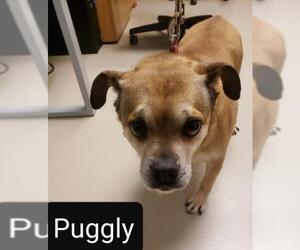 Pug Dogs for adoption in Johnson City, TN, USA