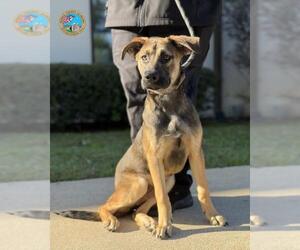 Medium Photo #1 German Shepherd Dog-Unknown Mix Puppy For Sale in Mobile, AL, USA