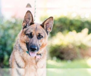 German Shepherd Dog Dogs for adoption in El Cajon, CA, USA