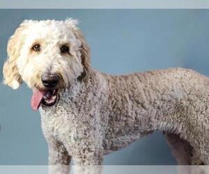 Goldendoodle Dogs for adoption in Hampton Bays, NY, USA