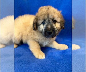 Mutt Dogs for adoption in Menifee, CA, USA