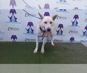Gerberian Shepsky Dogs for adoption in Orlando, FL, USA