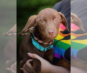 Labrador Retriever-Unknown Mix Dogs for adoption in Belleville, IL, USA