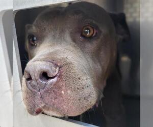 American Staffordshire Terrier-Unknown Mix Dogs for adoption in San Antonio, TX, USA