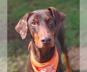 Doberman Pinscher Dogs for adoption in San Antonio, TX, USA