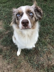 Medium Photo #1 Australian Shepherd Puppy For Sale in Arlington, TX, USA