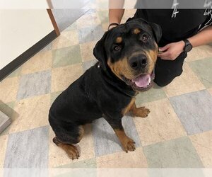 Rottweiler Dogs for adoption in Upland, CA, USA