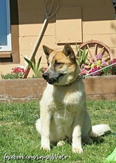 Medium Photo #1 Australian Shepherd-Unknown Mix Puppy For Sale in Littleton, CO, USA