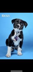 Medium Photo #1 Australian Shepherd-Rottweiler Mix Puppy For Sale in Charleston , WV, USA