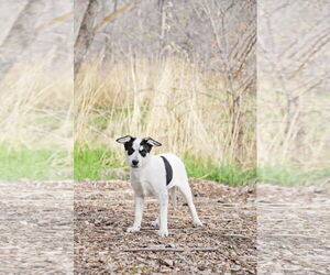 Huskies -Unknown Mix Dogs for adoption in Sandy, UT, USA