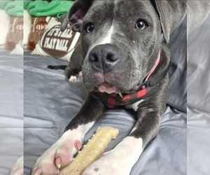 Staffordshire Bull Terrier-Unknown Mix Dogs for adoption in Germantown, OH, USA