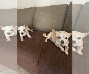 Chihuahua Dogs for adoption in Phoenix, AZ, USA