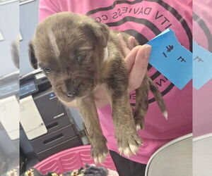 Bullboxer Pit Dogs for adoption in Evansville, IN, USA