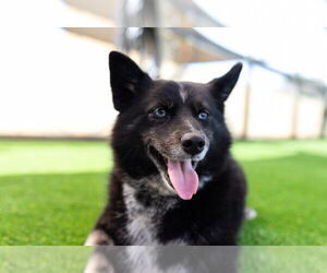 Pomsky Dogs for adoption in oakland, FL, USA