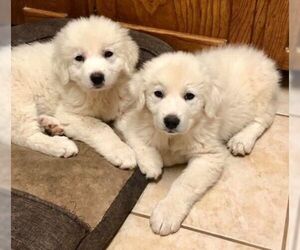 Great Pyrenees Dogs for adoption in Boonton, NJ, USA