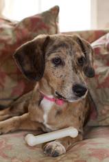 Catahoula Leopard Dog-Dachshund Mix Dogs for adoption in Montpelier, VT, USA