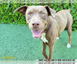 American Pit Bull Terrier-Labrador Retriever Mix Dogs for adoption in West Palm Beach, FL, USA