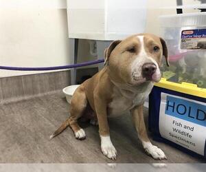 American Pit Bull Terrier-Unknown Mix Dogs for adoption in Pasadena, CA, USA