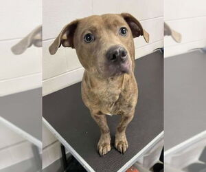 American Pit Bull Terrier-Chihuahua Mix Dogs for adoption in Princeton, MN, USA