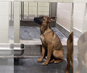 German Shepherd Dog-Unknown Mix Dogs for adoption in Upland, CA, USA