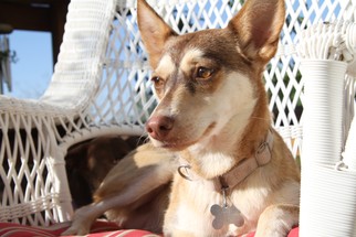 Alaskan Husky-Pembroke Welsh Corgi Mix Dogs for adoption in Alamogordo, NM, USA