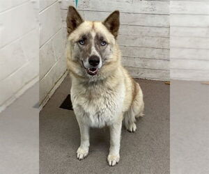 Siberian Husky Dogs for adoption in San Bernardino, CA, USA