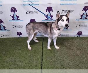 Siberian Husky Dogs for adoption in Orlando, FL, USA