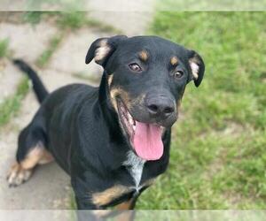 Rottweiler Dogs for adoption in Tulsa, OK, USA