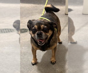 Pug Dogs for adoption in Forestville, MD, USA