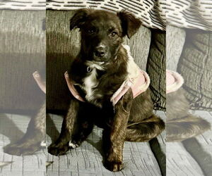 Mutt Dogs for adoption in Clarkston, MI, USA