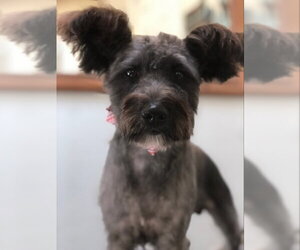 Mutt Dogs for adoption in East Derry, NH, USA