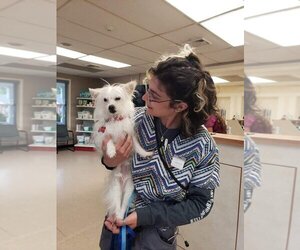 Chihuahua-Unknown Mix Dogs for adoption in Caldwell, NJ, USA