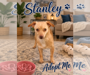 Chihuahua-Unknown Mix Dogs for adoption in Menifee, CA, USA