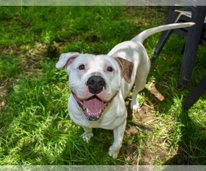 American Pit Bull Terrier Dogs for adoption in Richmond, VA, USA