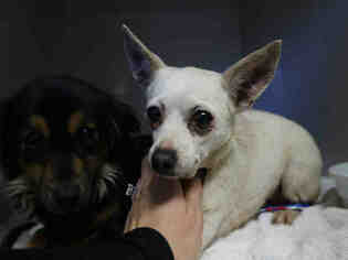 Chihuahua Dogs for adoption in Redlands, CA, USA