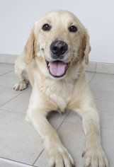 Medium Photo #1 Golden Labrador Puppy For Sale in Eden Prairie, MN, USA