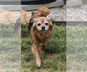 Chihuahua-Unknown Mix Dogs for adoption in Rustburg, VA, USA