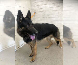 German Shepherd Dog-Unknown Mix Dogs for adoption in San Bernardino, CA, USA